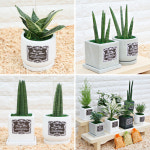 [호수정원]테라화분&공기정화식물/산세베리아슈퍼바/스투키 - GS SHOP [GS SHOP] [호수정원]테라화분&공기정화식물/산세베리아슈퍼바/스투키