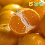 [제주농협] 제주 하우스감귤 3kg | 홈쇼핑모아 [홈&쇼핑] [제주농협] 제주 하우스감귤 3kg