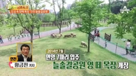 채널A 김현욱의 굿모닝 도심 속 양떼 목장, 인천 늘솔길공원