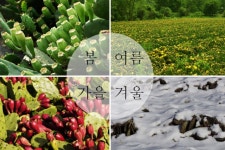 햇빛 천년초 (농장지기 김상오) | 구매후기 햇빛 천년초 (농장지기 김상오)