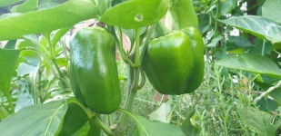  요라파목장 | 스토리   요라파목장