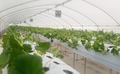 오케이딸기농장 | 작가 피드