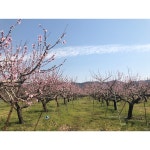 초아농원 | 스토리 초아농원