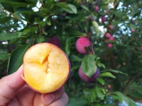 경북김천 자연드림 농원 | 스토리  경북김천 자연드림 농원