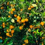 제주 봄이네감귤농장 | 구매후기 제주 봄이네감귤농장