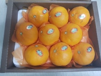 석희농장 JMT명품 한라봉! | 아이디어스 - 핸드메이드, 수공예, 수제 먹거리 석희농장 JMT명품 한라봉!