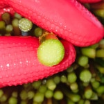 비슬청록농장 | 스토리  비슬청록농장