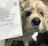 💕치석제거 오리목뼈💕 강아지간식 | 아이디어스 - 핸드메이드, 수공예, 수제 먹거리 💕치석제거 오리목뼈💕 강아지간식