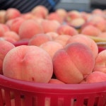 송승리(빅토리팜) | 댓글 송승리(빅토리팜)