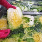 [김장]진도 절임배추는 속노랑아삭아삭 | 아이디어스 아이디어스