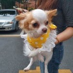 깜찍하개 하네스 | 아이디어스 - 핸드메이드, 수공예, 수제 먹거리 깜찍하개 하네스