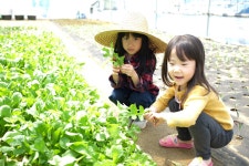 샐러드채소 주은농장 | 스토리  샐러드채소 주은농장