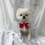 세라 강아지, 고양이 보타이 | 아이디어스 - 핸드메이드, 수공예, 수제 먹거리 세라 강아지, 고양이 보타이