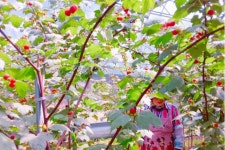 별그린농원(산딸기, 체리) | 댓글 별그린농원(산딸기, 체리)