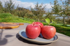 백두대간 이광용사과농장 | 스토리  백두대간 이광용사과농장