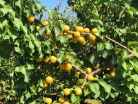 초아농원 | 스토리  초아농원