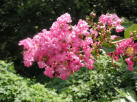 산행기 - 천왕산(618.2m). 비슬기맥 10차...