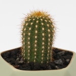 헥사 요정 캔디칸스 선인장 - NEW ME HOTTRACKS 헥사 요정 캔디칸스 선인장