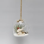 행잉 유리돔 틸란드시아 - NEW ME HOTTRACKS 행잉 유리돔 틸란드시아