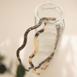 [엔젤슈슈] 베이직 골지 헤어밴드 편안한 여성 머리띠 - NEW ME HOTTRACKS [엔젤슈슈] 베이직 골지 헤어밴드 편안한 여성 머리띠