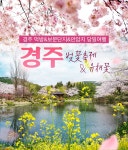 l경상l인천出 2019 경주 벚꽃축제 보문단지 벚꽃&유채꽃 역무박여행/불국사/꽃/동궁과월지/첨성대 - 사는 게 즐겁다! 롯데닷컴