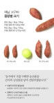 해남 김형식 생산자의 밤고구마 5kg (중상) - 사는 게 즐겁다! 롯데닷컴