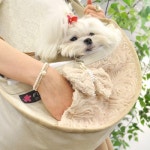 반려동물 이동가방 및 의류 - 사는 게 즐겁다! 롯데닷컴