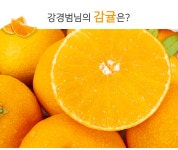 제주 서귀포 직송 강경범님의 감귤 10kg (로얄 S,M 혼입과) - 사는 게 즐겁다! 롯데닷컴