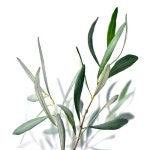 롯데마트몰 - 올리브리프 포스터(40*50CM) 상세정보 올리브리프 포스터(40*50CM)