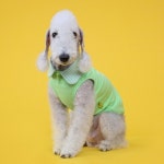 롯데마트몰 - [바보사랑]Sleeveless collar tee - Lime 상세정보 [바보사랑]Sleeveless collar tee - Lime