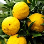 롯데마트몰 - [푸른들] 무농약 고흥 유자 5kg (상 / 40-45과) 상세정보 [푸른들] 무농약 고흥 유자 5kg (상 / 40-45과)