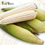 롯데마트몰 - [보섭이네푸드]괴산 대학찰옥수수 15개(17-19cm,박스포장) 상세정보 [보섭이네푸드]괴산 대학찰옥수수 15개(17-19cm,박스포장)