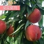 롯데마트몰 - (인빌푸드)7/26출고 청도 복숭아 4.5kg(19-20과) 상세정보 (인빌푸드)7/26출고 청도 복숭아 4.5kg(19-20과)