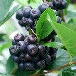 롯데마트몰 - 경북 김천 아로니아 생과(블랙초크베리) 상세정보 경북 김천 아로니아 생과(블랙초크베리)