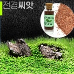 롯데마트몰 - 전경수초 발아씨앗 수족관생물 상세정보 전경수초 발아씨앗 수족관생물