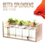 롯데마트몰 - 룹통 베타하우스 아크릴 수족관용품 상세정보 룹통 베타하우스 아크릴 수족관용품