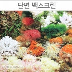 롯데마트몰 - I  어항백스크린 10CM 수족관용품 상세정보 I  어항백스크린 10CM 수족관용품