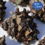 롯데마트몰 - [남해바다] 뿔소라 500g 상세정보 [남해바다] 뿔소라 500g