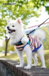 폭염 속 강아지 산책, 댕풍기 에어 쿨 펫으로 해결 | 뉴스 | 뉴스/시세 - 팍스넷 증권포털