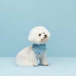 포에브리바리(FOREVERYBARI) 바리 (리미티드) 코코 스카프 - 12,600원 | 무신사 스토어