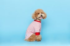 다썸스테이 | FLOT_어썸 블로썸 | 무신사