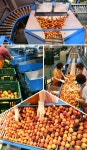 농협몰(NH싱씽몰) 아포농협 자두(후무사) 왕특 2.5kg