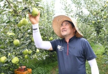 		농협몰 [경북능금농협] 햇 아오리 사과 2.5kg 16과 이내 소과 # 꼬마사과