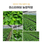 농협몰(NH싱씽몰) 행잉식물 대형 스킨답서스 농장직영 판매