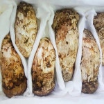 백두산 자연산 송이버섯 1kg 3등급 가정용(갓 완전히 펴짐) - NS홈쇼핑  백두산 자연산 송이버섯 1kg 3등급 가정용(갓 완전히 펴짐) - NS홈쇼핑