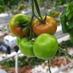 [일촌일품] 김제 지평선 농장, 완숙 토마토 3kg, 5kg - NS홈쇼핑  [일촌일품] 김제 지평선 농장, 완숙 토마토 3kg, 5kg - NS홈쇼핑