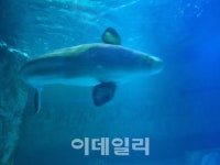 많이본뉴스 | 뉴스 - 팍스넷 증권포털