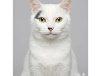 고양이 별로 떠난 우리 집 막내 짐승