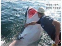 2년전에 백상아리를 살려주고 생긴일.jpg