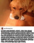 우리집 강아지는 착해요